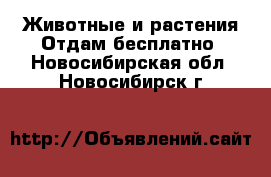 Животные и растения Отдам бесплатно. Новосибирская обл.,Новосибирск г.